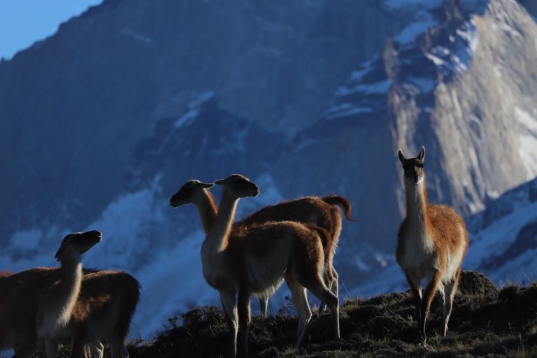 FD PAINE & MILODON - Paine6