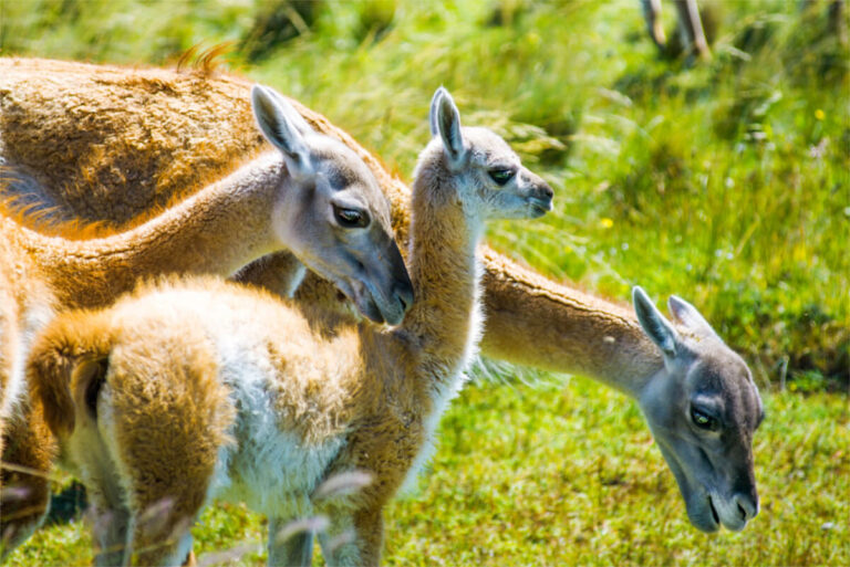 Full-Day-Paine-y-Milodon-05