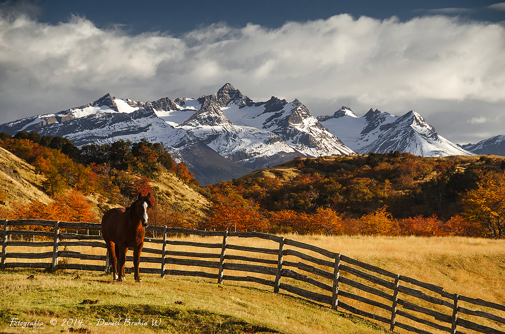 Patagonia In Situ