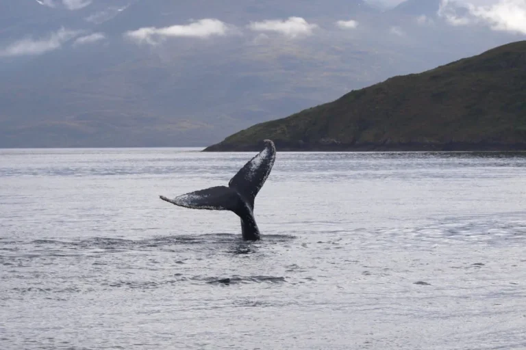 ¿Qué mostraron 30 años de registros sobre mortales ataques de orcas a ballenas?