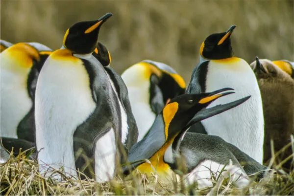 FD Tierra del Fuego y Parque Pingüino Rey