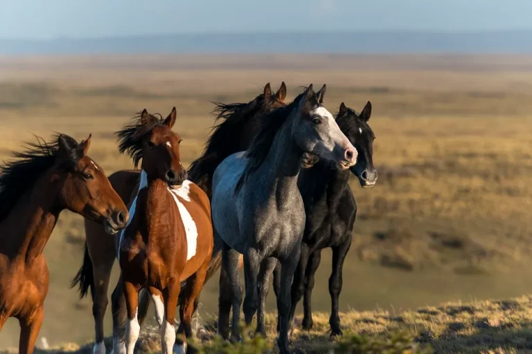 Estancias de la Patagonia: entre lo salvaje y lo virgen