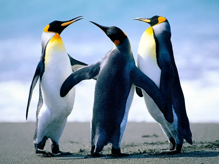 Chile: los únicos pingüinos rey de Sudamérica se recuperan en Tierra del Fuego