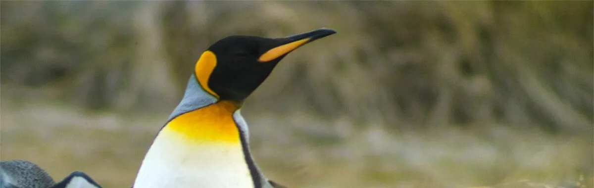 Tierra del Fuego pingüinos