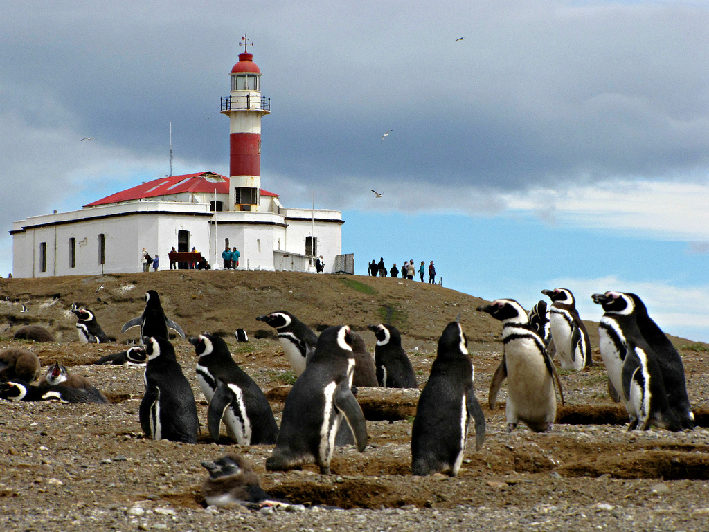 Pingüinera Isla Magdalena