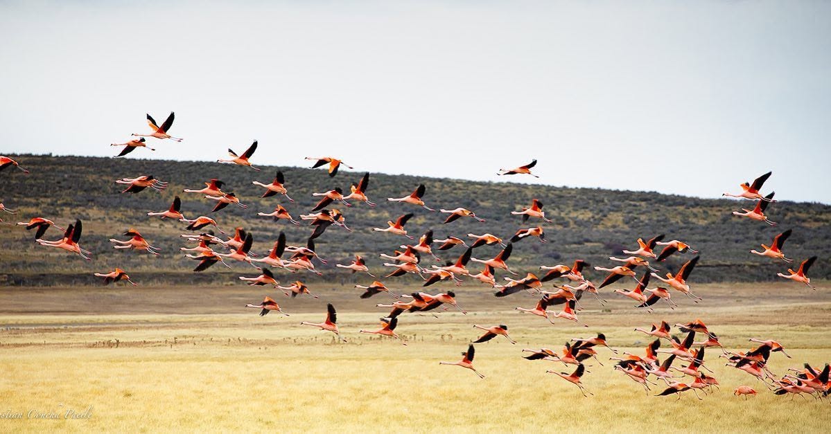 Wild Life Cerro Arriba