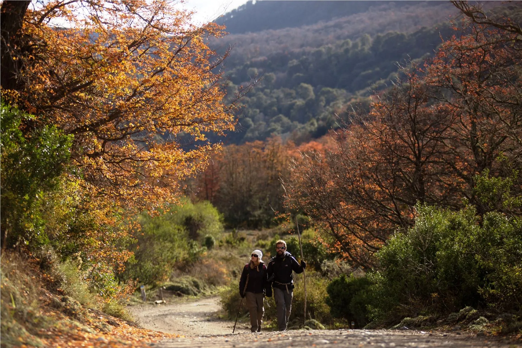 Bosque en otoño