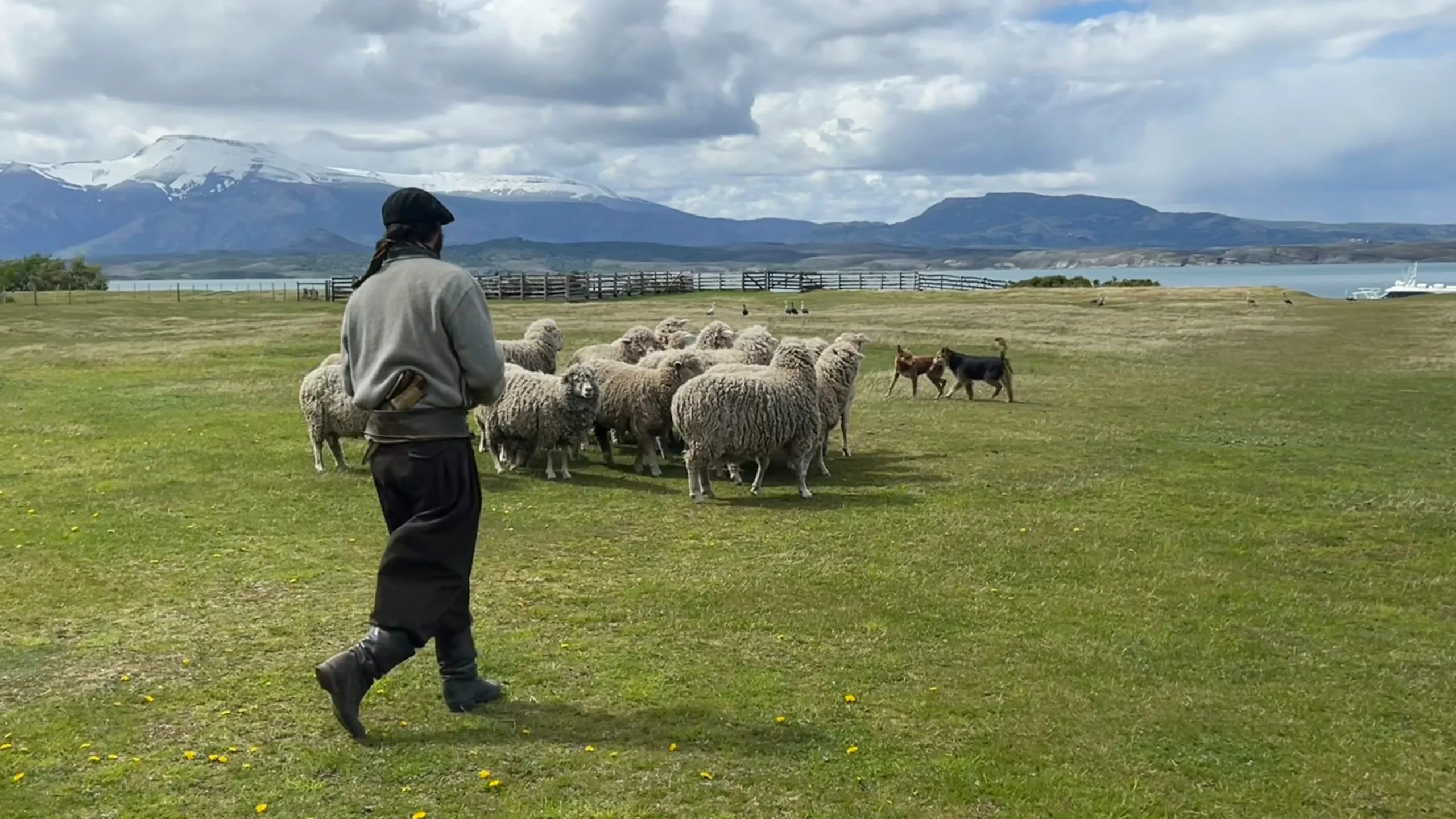 Ovejas y perros ovejeros en Estancia Perales