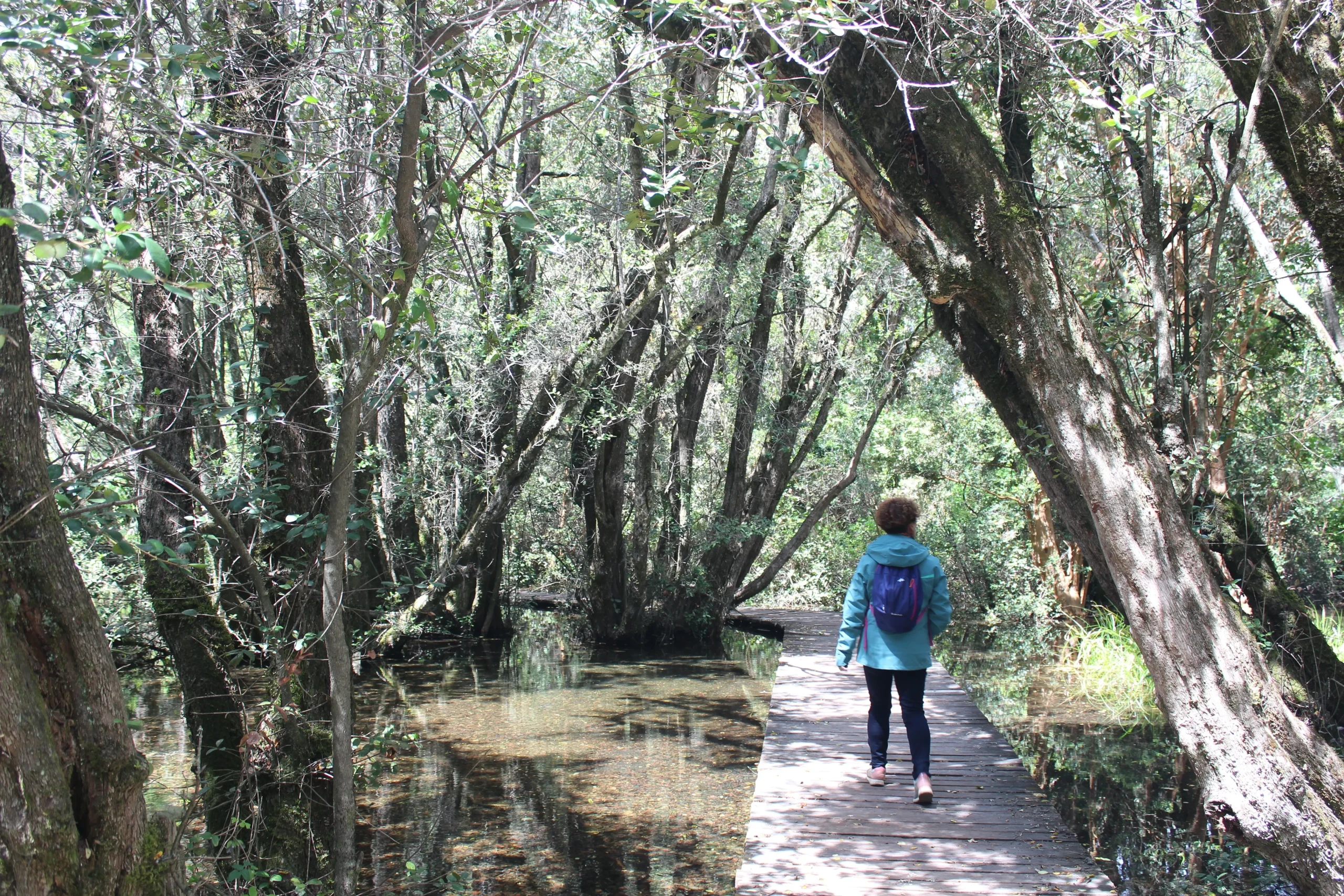 Bosque de las sombras