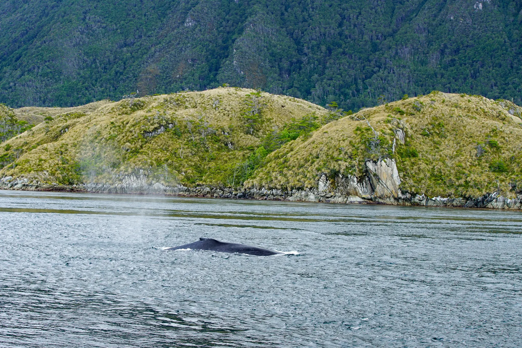 Avistamiento de ballenas jorobadas