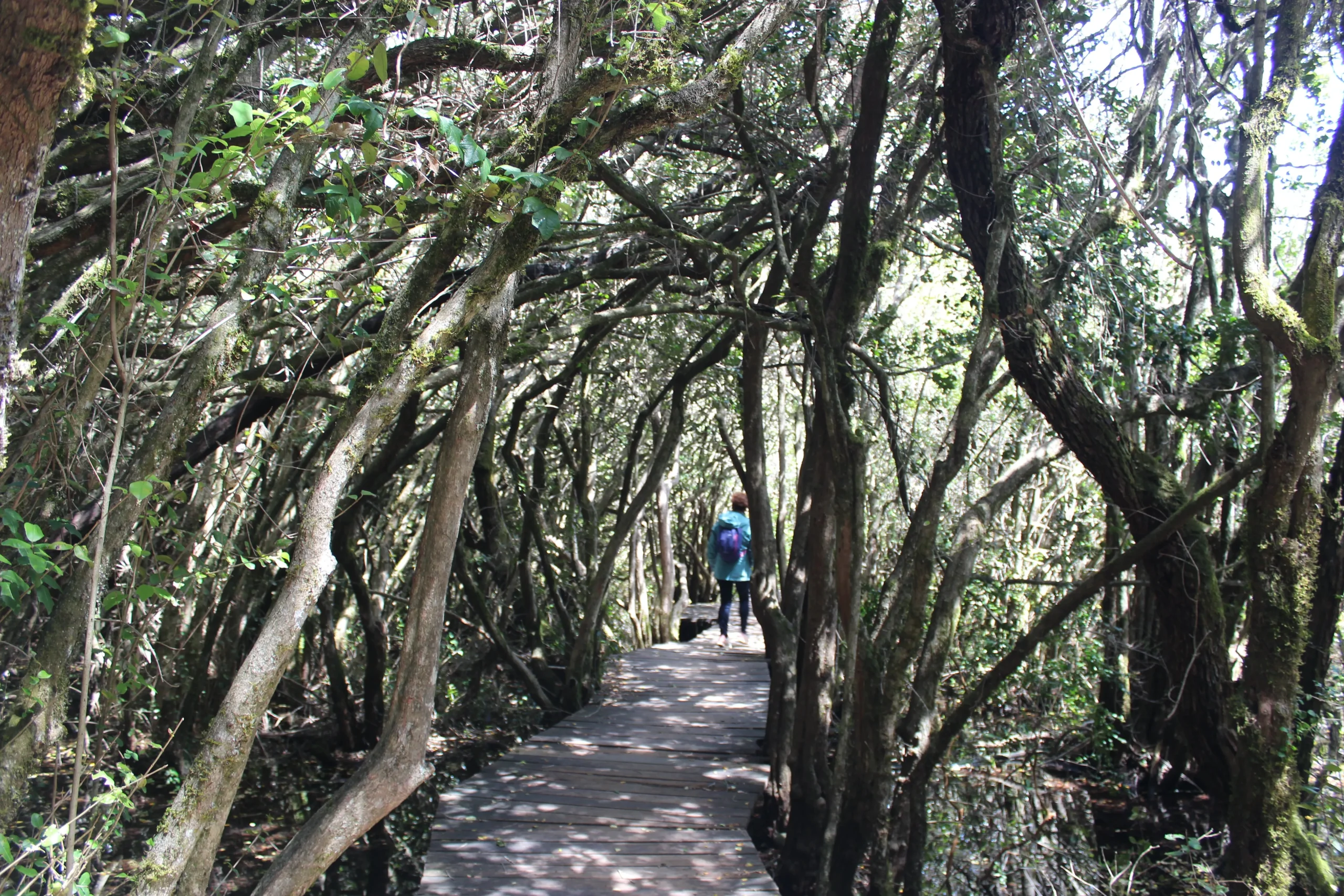 Sendero en el bosque