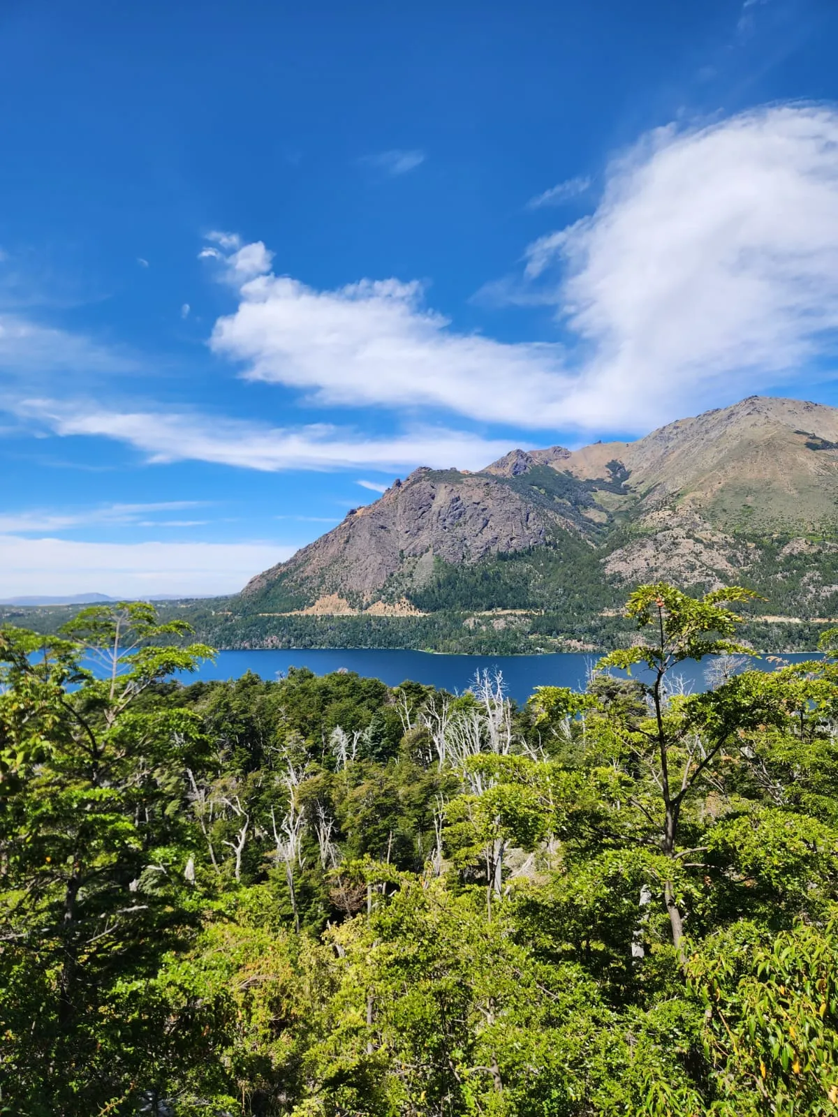 Baño de Bosque - Sendero entre lengas