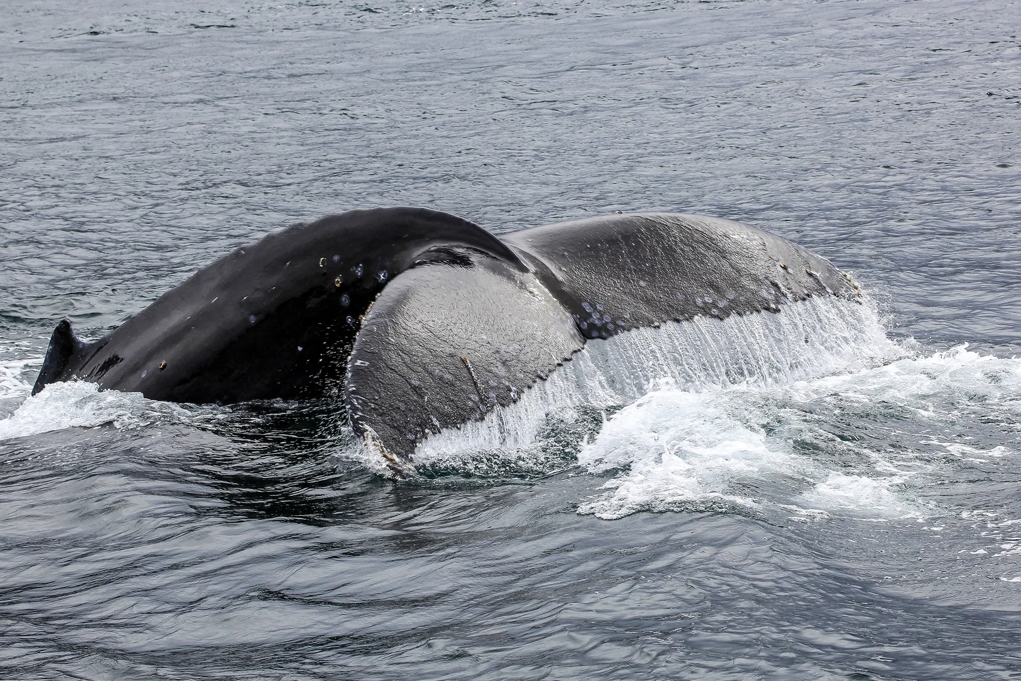 FD Ballenas y Glaciares