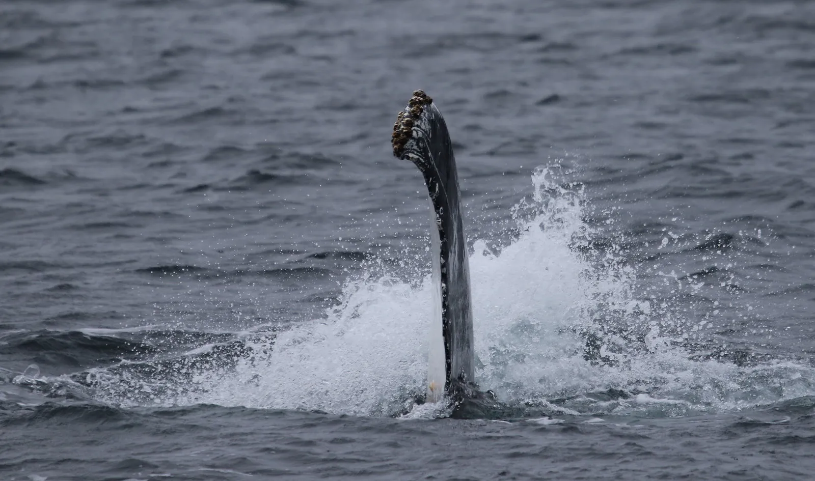 Kayak con ballenas
