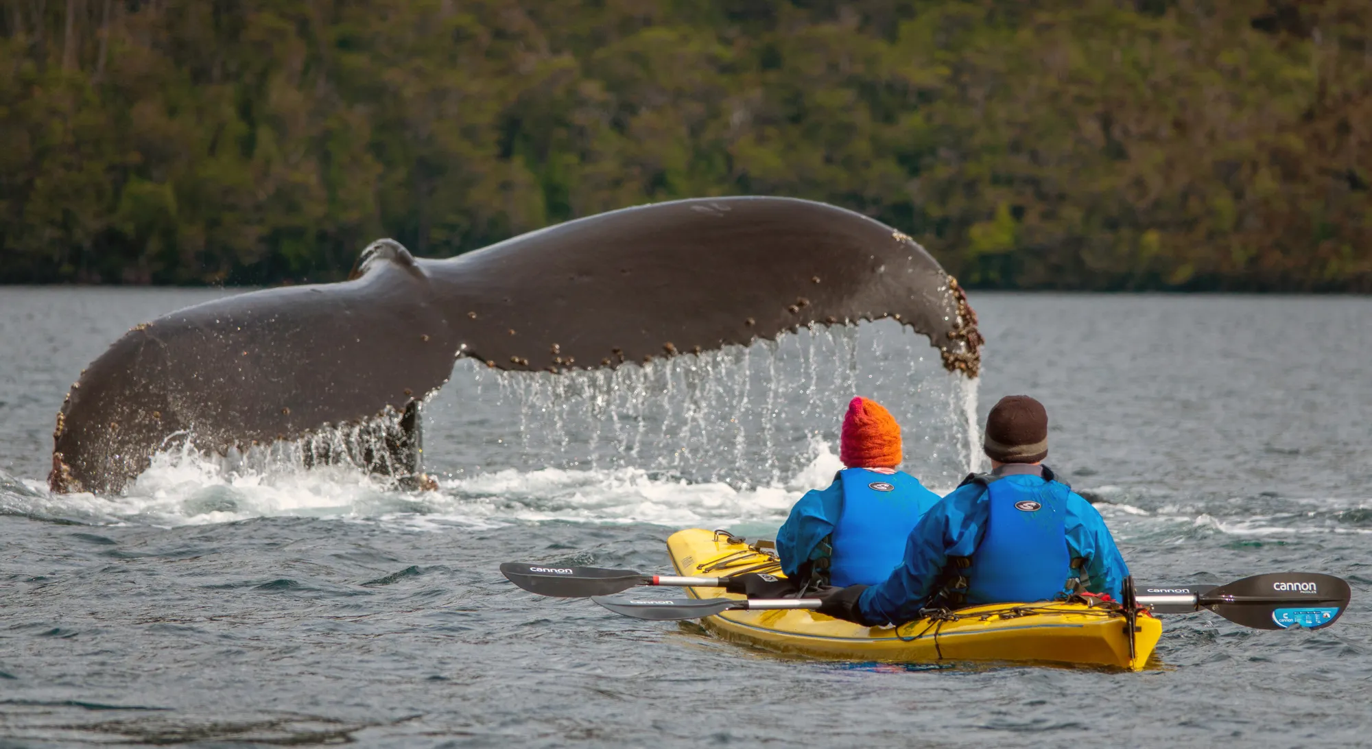 FD Kayak con Ballenas